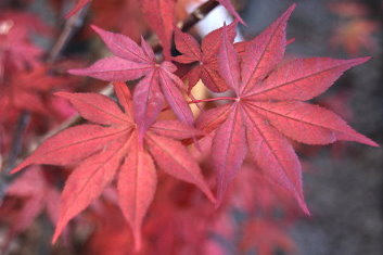 Acer palmatum Purple Ghost