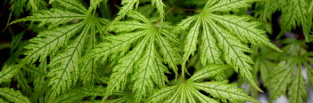 Acer palmatum Sister Ghost