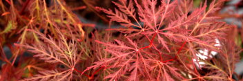 Acer palmatum Dr. Brown