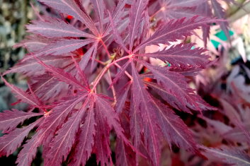 Acer palmatum Sherwood Elfin