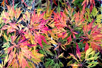 Acer japonicum Dissectum Japonicum