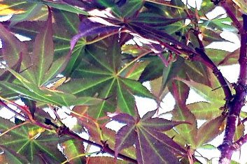 Acer pseudosieboldianum x acer Dark Star