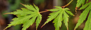 Acer pseudosieboldianum Arctic Jade