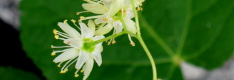 z Tilia platyphyllos Tortuosa