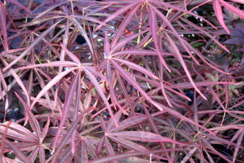 Acer palmatum Red Pygmy