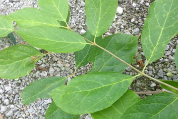 Calycanthus raulstonii Venus