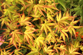 Acer palmatum Kamagata