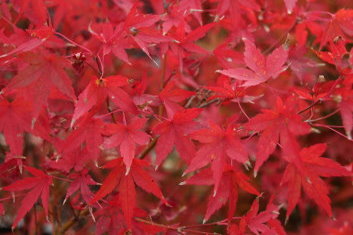 Acer palmatum Diana