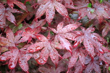 Acer palmatum Verna Jean