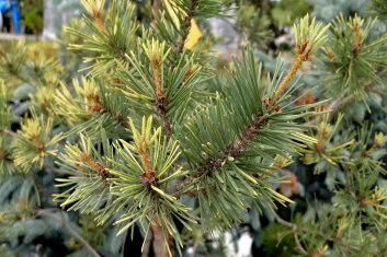 Pinus sylvestris KBN Gold