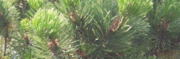 z Conifer Pinus mugo Pal Maleter