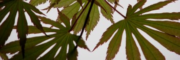 Acer shirasawanum Sensu
