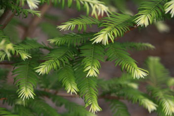 Metasequoia glyptostroboides McCracken's White