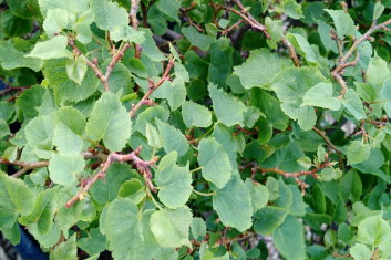 Tilia cordata Lico