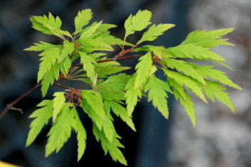 Acer palmatum Hagoromo