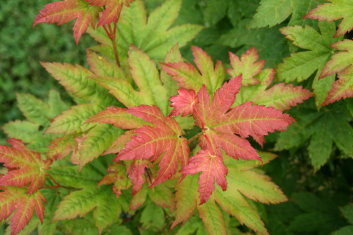 Acer japonicum Meigetsu