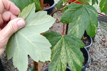 Acer pseudoplatanus Patchwork