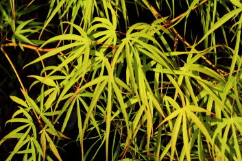 Acer palmatum Aoyagi gawa