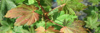 Acer circinatum Del's Dwarf