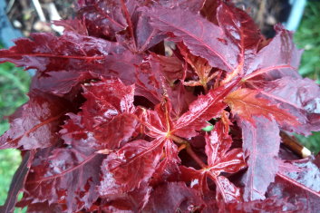 Acer palmatum Ruby Ridge / Crumple Leaf