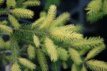 Picea abies Vermont Gold