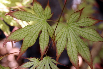 Acer palmatum Beni shigitasu sawa