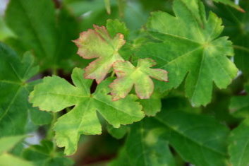 Acer palmatum Koyama dani nishiki