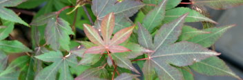 Acer palmatum Heptalobum Rubrum