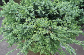 Juniperus squamata Holger