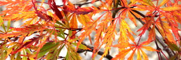 Acer palmatum Lemon Chiffon