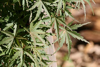 Acer palmatum Ground Cover