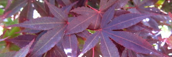 Acer palmatum Hefner's Red Select