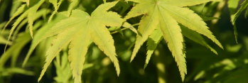 Acer palmatum Shidava Gold