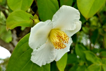 Stewartia rostrata 