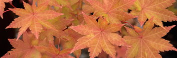 Acer palmatum Summer Gold