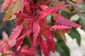 Acer palmatum Beni hagaromo