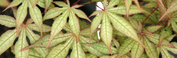 Acer palmatum Amber Ghost