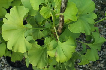 Ginkgo biloba Spring Grove Sport