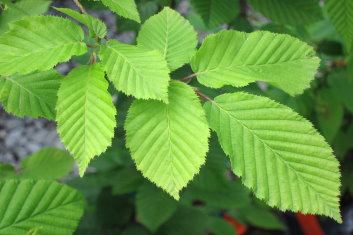 Carpinus betulus Pinocchio