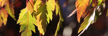 Acer palmatum Momenshide