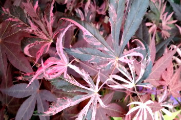 Acer palmatum Rainbow