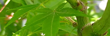 Acer palmatum Usu Midori