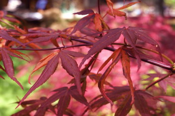 Acer palmatum Tequila Sunset