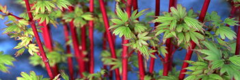 Acer palmatum Fjellheim