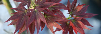 Acer palmatum Kurenai jishi