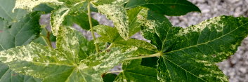 z Liquidambar styraciflua Frosty