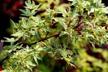 Acer palmatum Okukuji nishiki