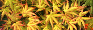 Acer palmatum Kamagata