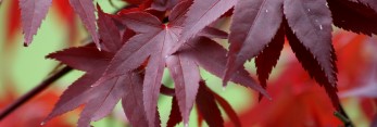 Acer palmatum Ruth’s Red