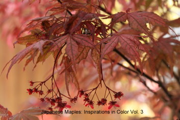  Japanese Maples: Inspirations in Color - Volume 3